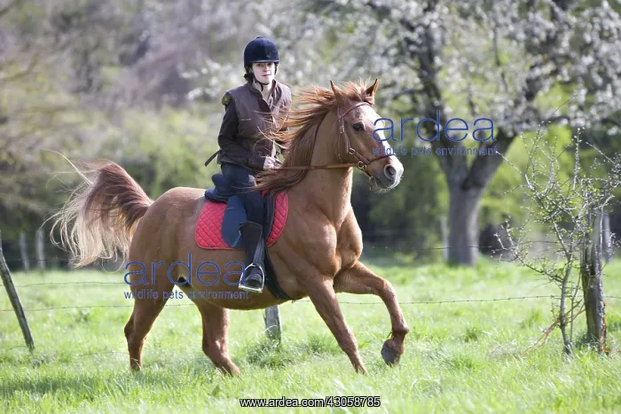: Young girl riding a horse Reiningue France : Young girl riding a horse Reiningue France
