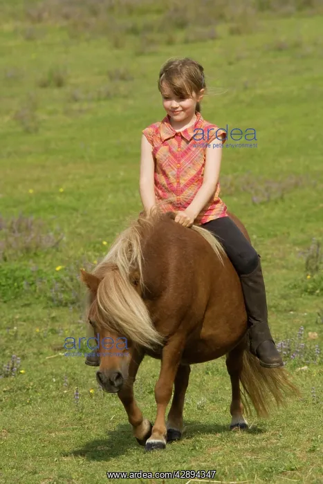  : Young girl riding Shetland Pony