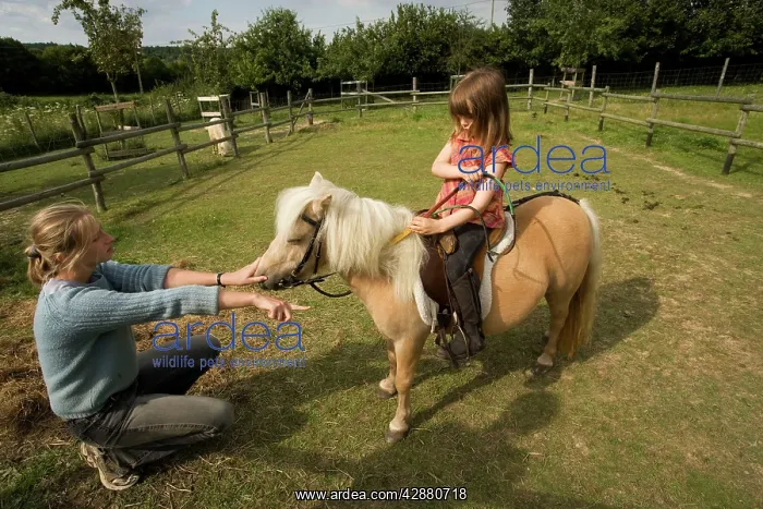  : Young girl riding Shetland Pony in paddock