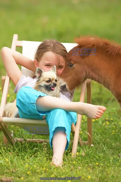 : Young Girl - sitting in deckchair with dog and : Young Girl - sitting in deckchair with dog and