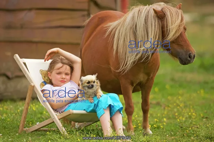 : Young Girl - sitting in deckchair with dog and Shetland Pony : Young Girl - sitting in deckchair with dog and Shetland Pony