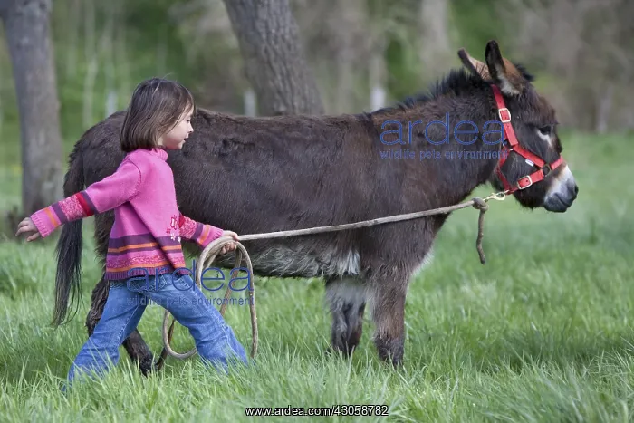 : Young girl walking an ass Reiningue France : Young girl walking an ass Reiningue France