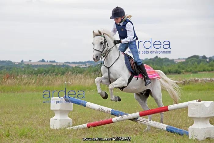 : Young girl on white horse jumping in gymkhana competition : Young girl on white horse jumping in gymkhana competition