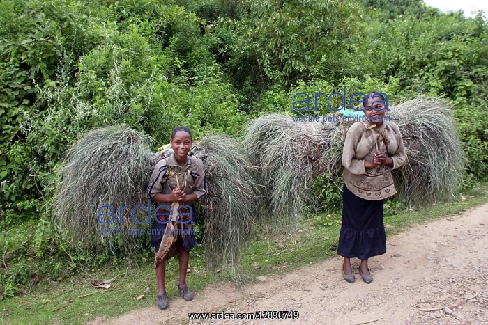 : Young girls carrying bundles of grass : Young girls carrying bundles of grass