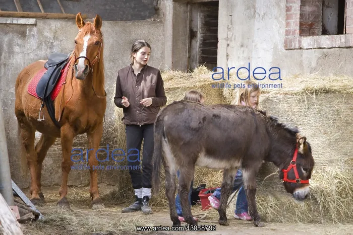: Young girls near an ass and a horse Reiningue France : Young girls near an ass and a horse Reiningue France