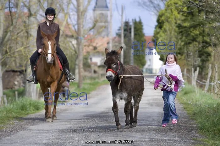 : Young girls walking a donkey and a horse Reiningue France : Young girls walking a donkey and a horse Reiningue France