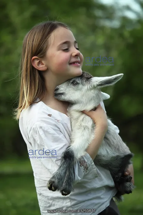 : Young goat in the arms of a little girl - Tuscany : Young goat in the arms of a little girl - Tuscany