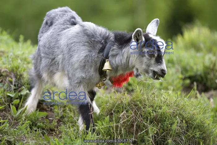 : Young goat grazing in a meadow Romania : Young goat grazing in a meadow Romania