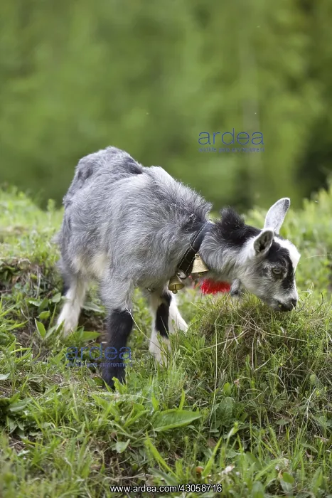 : Young goat grazing in a meadow Romania : Young goat grazing in a meadow Romania