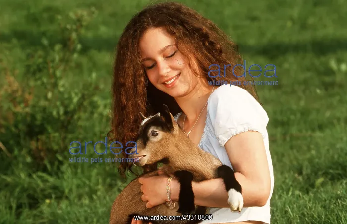 : Young Goat - being held by girl : Young Goat - being held by girl