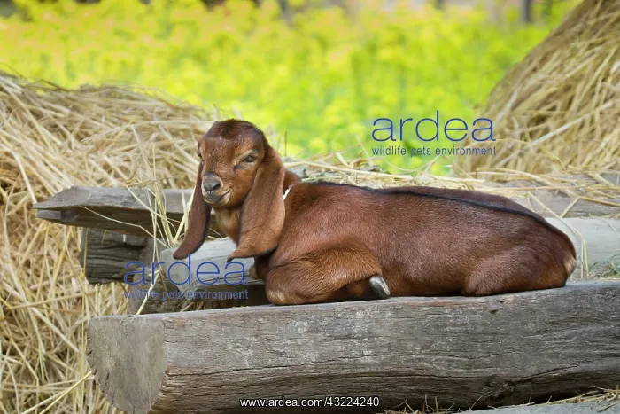 : Young goat lying - PN Royal Bardia Nepal : Young goat lying - PN Royal Bardia Nepal