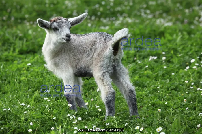 : Young goat in the Pisa region - Tuscany : Young goat in the Pisa region - Tuscany