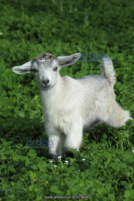 : Young goat in the Pisa region - Tuscany : Young goat in the Pisa region - Tuscany