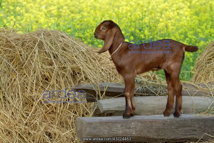 : Young goat standing - PN Royal Bardia Nepal : Young goat standing - PN Royal Bardia Nepal