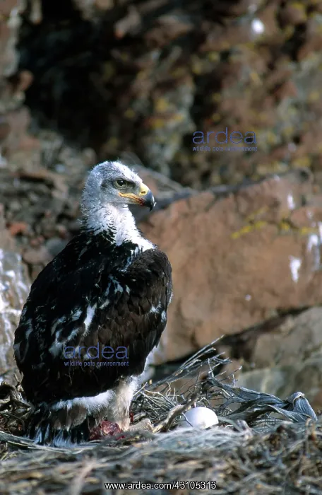 : Young Golden Eagle : Young Golden Eagle