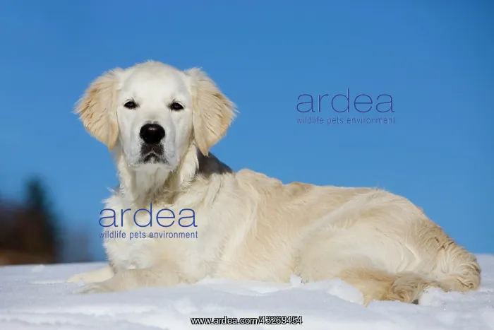 : Young Golden Retriever lying in the snow, North : Young Golden Retriever lying in the snow, North