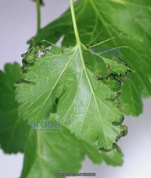 : Young gooseberry sawfly larvae : Young gooseberry sawfly larvae