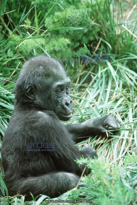 : Young Gorilla : Young Gorilla