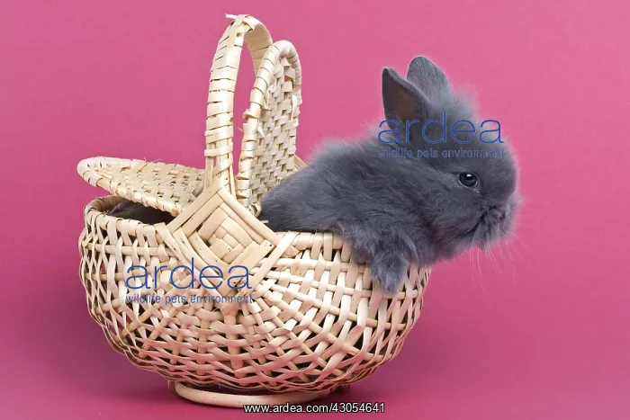 : Young gray rabbit home on pink background : Young gray rabbit home on pink background