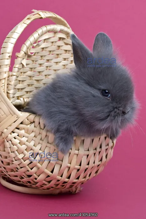 : Young gray rabbit home on pink background : Young gray rabbit home on pink background