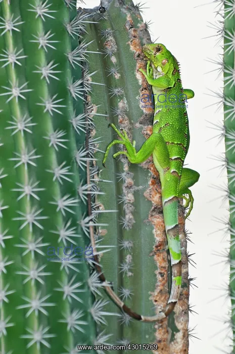  : Young Green Iguana