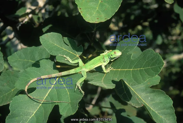  : Young Green Iguana
