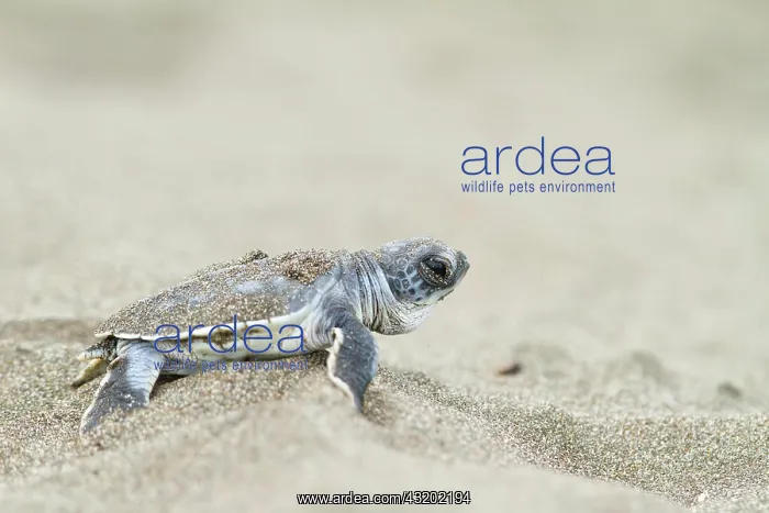 : Young green sea turtle (Chelonia mydas) on the beach : Young green sea turtle (Chelonia mydas) on the beach