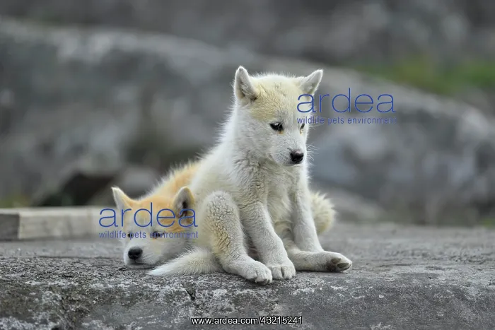 : Two young Greenlandic dogs sitting on a rock slab : Two young Greenlandic dogs sitting on a rock slab
