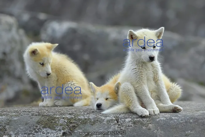 : Three young Greenlandic dogs sitting on a rock slab : Three young Greenlandic dogs sitting on a rock slab