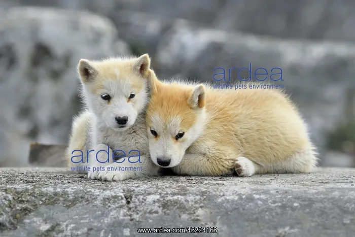 : Two young Greenlandic dogs sitting on a rock slab : Two young Greenlandic dogs sitting on a rock slab