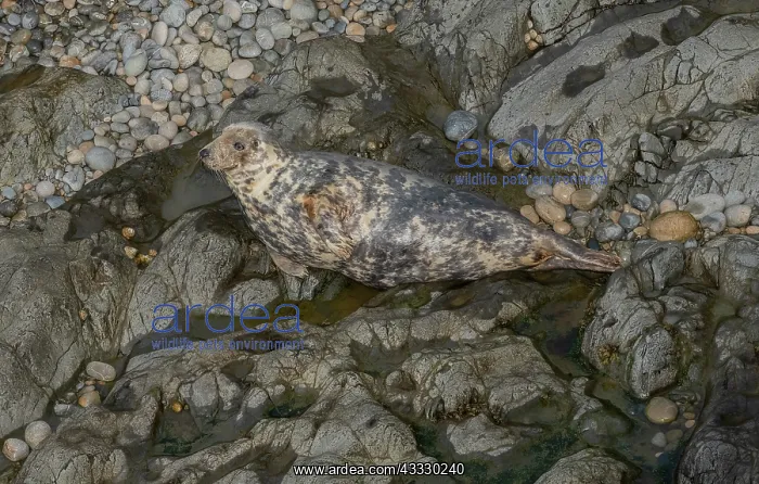 : Young Grey seal, Halichoerus grypus on breeding : Young Grey seal, Halichoerus grypus on breeding