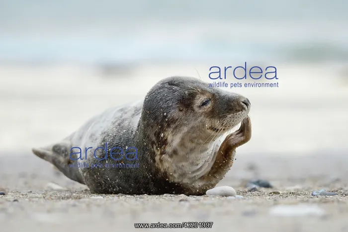 : Young Grey Seal (Halichoerus grypus) with flipper : Young Grey Seal (Halichoerus grypus) with flipper
