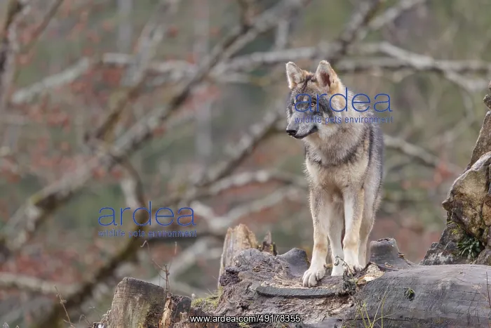 : A young grey wolf (Canis lupus lupus) : A young grey wolf (Canis lupus lupus)