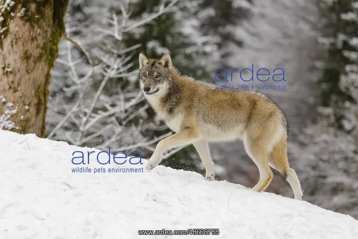  : A young grey wolf (Canis lupus lupus) runs across the