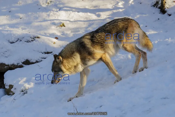 : A young grey wolf (Canis lupus lupus) runs across a snow-covered meadow on a cold : A young grey wolf (Canis lupus lupus) runs across a snow-covered meadow on a cold