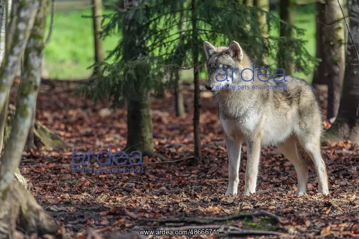 : A young grey wolf (Canis lupus lupus) stands in the forest : A young grey wolf (Canis lupus lupus) stands in the forest