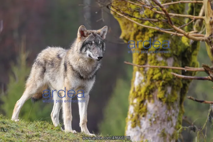 : A young grey wolf (Canis lupus lupus) stands in a meadow : A young grey wolf (Canis lupus lupus) stands in a meadow