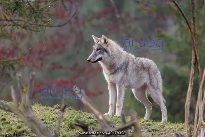 : A young grey wolf (Canis lupus lupus) stands in a meadow behind a dead tree on a hill : A young grey wolf (Canis lupus lupus) stands in a meadow behind a dead tree on a hill