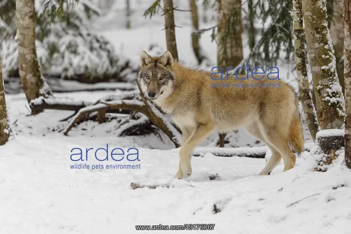 : A young grey wolf (Canis lupus lupus) stands on the snow-covered forest floor on a cold : A young grey wolf (Canis lupus lupus) stands on the snow-covered forest floor on a cold