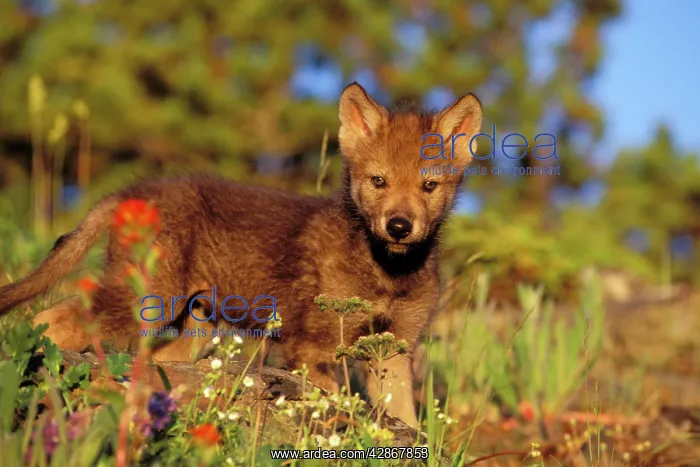 : Young Grey Wolf pup among wildflowers : Young Grey Wolf pup among wildflowers