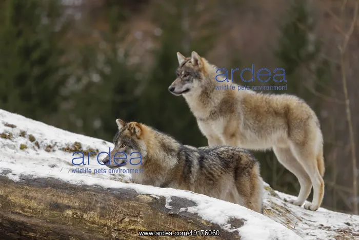 : Two young grey wolves (Canis lupus lupus) stand on a snow-covered hill behind a fallen tree on a cold : Two young grey wolves (Canis lupus lupus) stand on a snow-covered hill behind a fallen tree on a cold