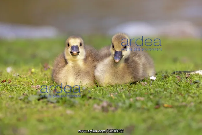 : Young Greylag geese (Anser anser) cuddle up to each : Young Greylag geese (Anser anser) cuddle up to each