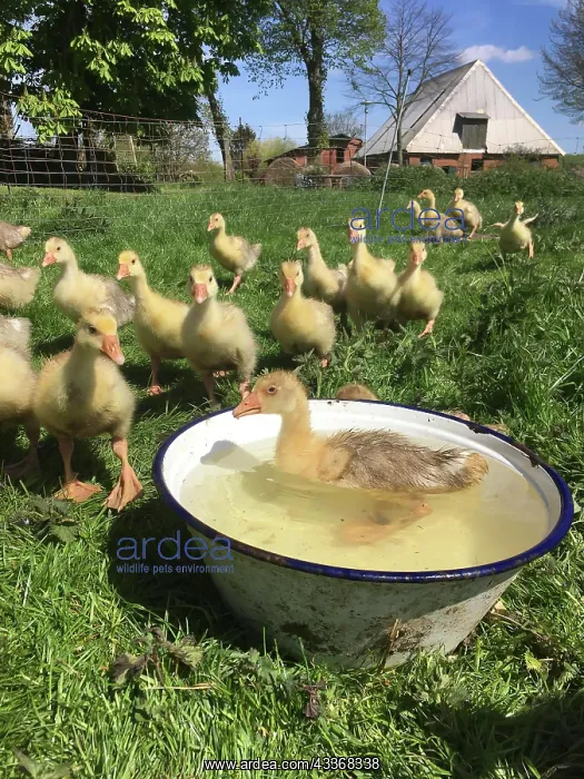: Young greylag goose (Anser anser), goslings on the : Young greylag goose (Anser anser), goslings on the