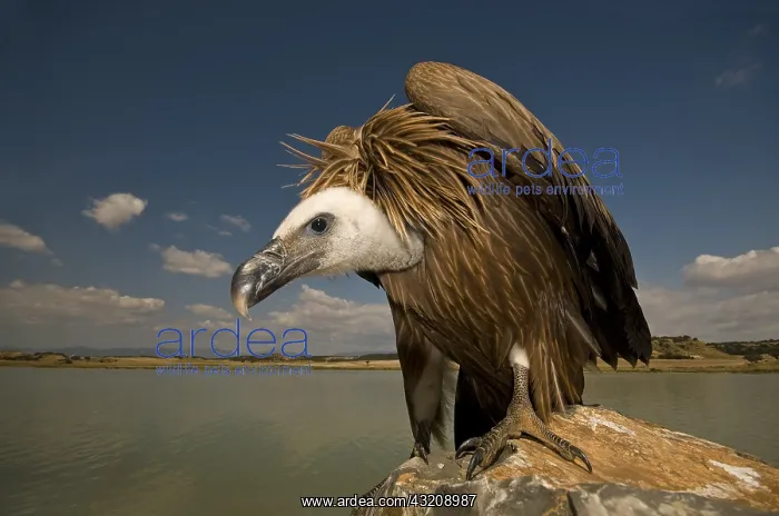: A young Grifon Vulture (Gyps fulvus) feeding on : A young Grifon Vulture (Gyps fulvus) feeding on