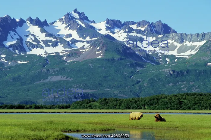 : Two young Grizzly Bears in coastal sedge meadow : Two young Grizzly Bears in coastal sedge meadow