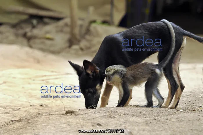 : Young guenon playing with a puppy Cameroon : Young guenon playing with a puppy Cameroon