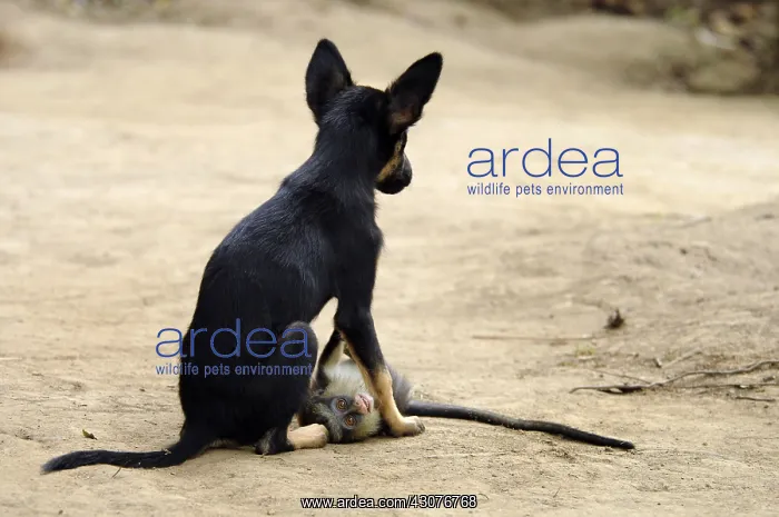 : Young guenon playing with a puppy Cameroon : Young guenon playing with a puppy Cameroon