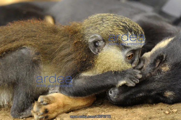 : Young guenon playing with a puppy Cameroon : Young guenon playing with a puppy Cameroon