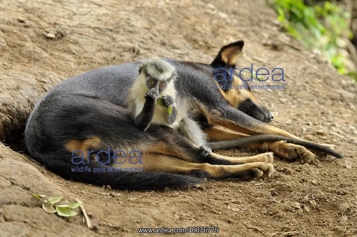 : Young guenon protected by a dog have adopted : Young guenon protected by a dog have adopted