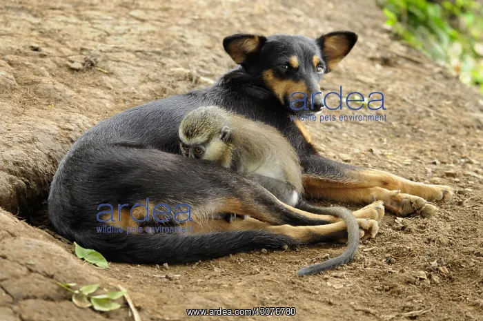 : Young guenon protected by a dog have adopted : Young guenon protected by a dog have adopted